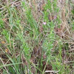 Epilobium billardiereanum subsp. cinereum at Bibbenluke Common - 9 Dec 2023