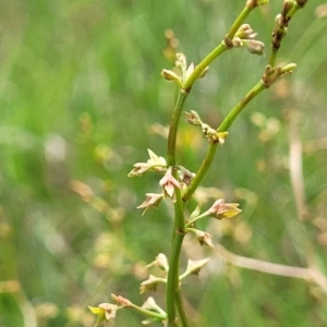 Rumex dumosus at Bibbenluke Common - 9 Dec 2023