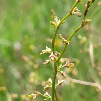 Rumex dumosus (Wiry Dock) at Bibbenluke, NSW - 9 Dec 2023 by trevorpreston