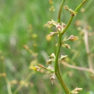 Rumex dumosus at Bibbenluke Common - 9 Dec 2023