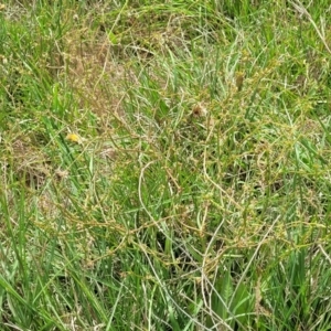 Rumex dumosus at Bibbenluke Common - 9 Dec 2023 11:09 AM