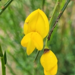 Cytisus scoparius subsp. scoparius (Scotch Broom, Broom, English Broom) at Bibbenluke Common - 9 Dec 2023 by trevorpreston