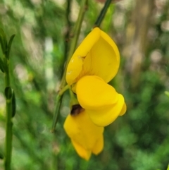 Cytisus scoparius subsp. scoparius at Bibbenluke Common - 9 Dec 2023