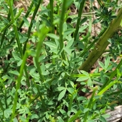 Cytisus scoparius subsp. scoparius at Bibbenluke Common - 9 Dec 2023