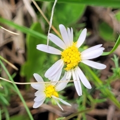 Brachyscome ciliaris (Bushy Cut-leaf Daisy) at Bibbenluke Common - 9 Dec 2023 by trevorpreston