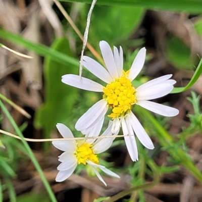 Brachyscome ciliaris var. ciliaris (Bushy Cut-leaf Daisy) at Bibbenluke Cemetery - 9 Dec 2023 by trevorpreston