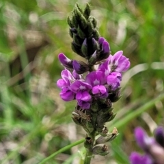 Cullen microcephalum (Dusky Scurf-pea) at Bibbenluke Cemetery - 9 Dec 2023 by trevorpreston