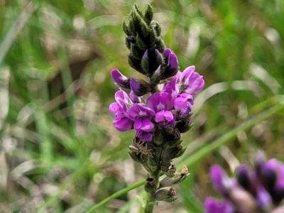 Cullen microcephalum (Dusky Scurf-pea) at Bibbenluke Common - 9 Dec 2023 by trevorpreston