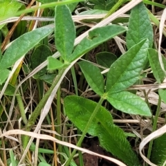 Cullen microcephalum at Bibbenluke Common - 9 Dec 2023