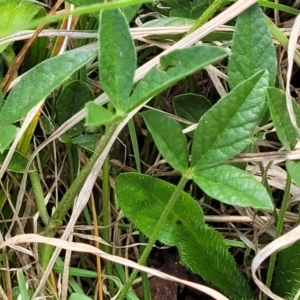 Cullen microcephalum at Bibbenluke Common - 9 Dec 2023