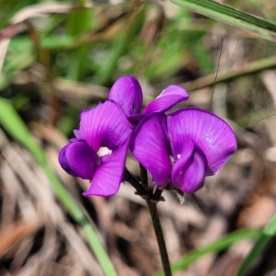 Swainsona sericea (Silky Swainson-Pea) at Bibbenluke Cemetery - 9 Dec 2023 by trevorpreston