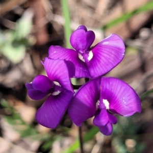 Swainsona sericea at Bibbenluke Common - 9 Dec 2023