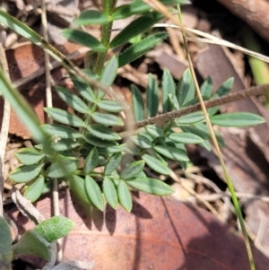 Swainsona sericea at Bibbenluke Common - 9 Dec 2023