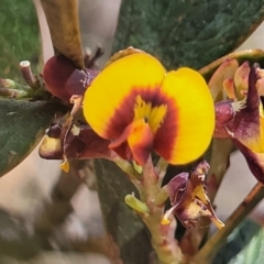 Daviesia mimosoides subsp. mimosoides at Bibbenluke Cemetery - 9 Dec 2023 by trevorpreston