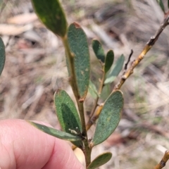 Daviesia mimosoides subsp. mimosoides at Bibbenluke Common - 9 Dec 2023