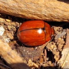 Paropsisterna rufobrunnea at Bibbenluke, NSW - 9 Dec 2023 by trevorpreston