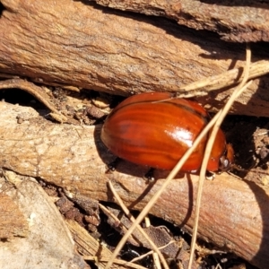 Paropsisterna rufobrunnea at Bibbenluke Common - 9 Dec 2023 11:02 AM