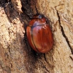 Paropsisterna rufobrunnea at Bibbenluke Common - 9 Dec 2023