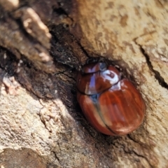 Paropsisterna rufobrunnea at Bibbenluke Common - 9 Dec 2023 11:02 AM