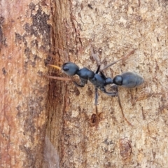 Myrmecia sp., pilosula-group (Jack jumper) at Bibbenluke Cemetery - 9 Dec 2023 by trevorpreston