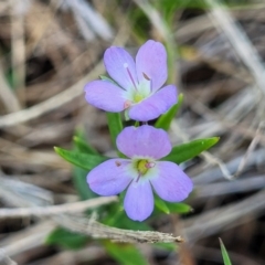 Veronica gracilis (Slender Speedwell) at Bibbenluke Common - 9 Dec 2023 by trevorpreston