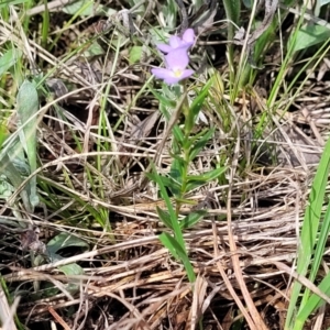 Veronica gracilis at Bibbenluke Common - 9 Dec 2023