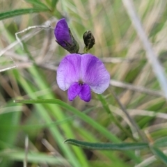 Glycine clandestina (Twining Glycine) at Bibbenluke Cemetery - 8 Dec 2023 by trevorpreston