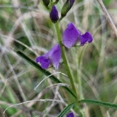 Glycine clandestina at Bibbenluke Common - 9 Dec 2023 10:59 AM