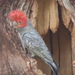 Callocephalon fimbriatum (Gang-gang Cockatoo) at Griffith, ACT - 9 Dec 2023 by RobParnell