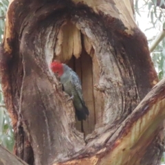 Callocephalon fimbriatum at Griffith, ACT - suppressed