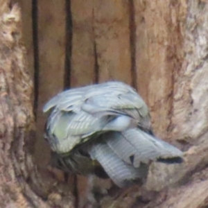 Callocephalon fimbriatum at Griffith, ACT - suppressed