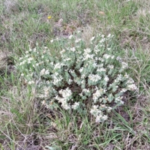 Pimelea linifolia subsp. caesia at Bibbenluke Common - 9 Dec 2023 10:57 AM