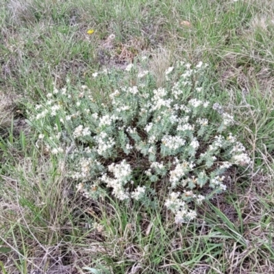 Pimelea linifolia subsp. caesia (Slender Rice Flower) at Bibbenluke Common - 8 Dec 2023 by trevorpreston