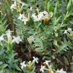 Pimelea linifolia subsp. caesia at Bibbenluke Common - 9 Dec 2023