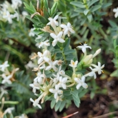 Pimelea linifolia subsp. caesia at Bibbenluke Common - 9 Dec 2023 10:57 AM