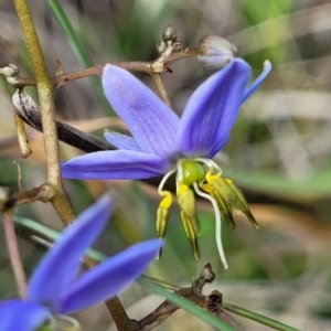 Dianella revoluta var. revoluta at Bibbenluke Common - 9 Dec 2023