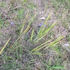 Dianella revoluta var. revoluta at Bibbenluke Common - 9 Dec 2023 10:57 AM