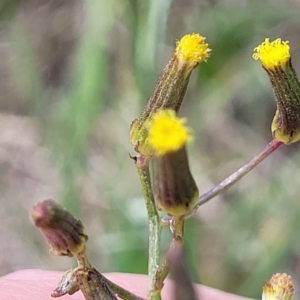 Senecio quadridentatus at Bibbenluke Common - 9 Dec 2023 10:56 AM