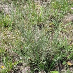 Senecio quadridentatus at Bibbenluke Common - 9 Dec 2023 10:56 AM