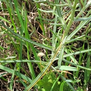 Senecio quadridentatus at Bibbenluke Common - 9 Dec 2023 10:56 AM