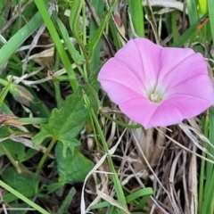 Convolvulus angustissimus subsp. angustissimus (Australian Bindweed) at Bibbenluke Common - 9 Dec 2023 by trevorpreston