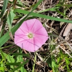 Convolvulus angustissimus subsp. angustissimus at Bibbenluke Common - 9 Dec 2023