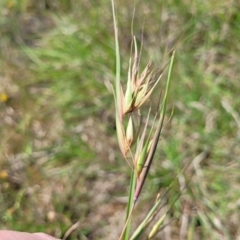 Themeda triandra (Kangaroo Grass) at Bibbenluke Cemetery - 8 Dec 2023 by trevorpreston