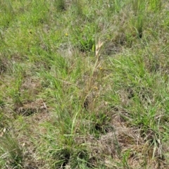 Themeda triandra at Bibbenluke Common - 9 Dec 2023