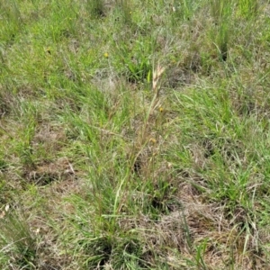 Themeda triandra at Bibbenluke Common - 9 Dec 2023