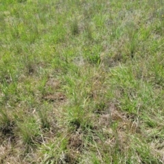 Themeda triandra at Bibbenluke Common - 9 Dec 2023