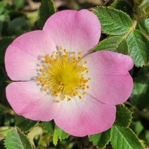 Rosa rubiginosa at Bibbenluke Common - 9 Dec 2023