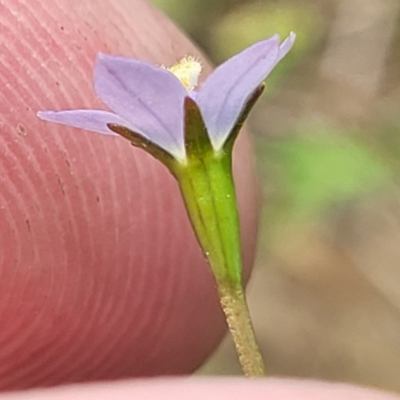 Wahlenbergia multicaulis (Tadgell's Bluebell) at Bibbenluke Common - 9 Dec 2023 by trevorpreston