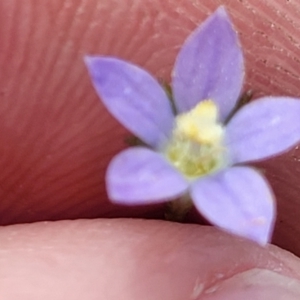 Wahlenbergia multicaulis at Bibbenluke Common - 9 Dec 2023