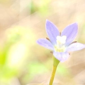 Wahlenbergia multicaulis at Bibbenluke Common - 9 Dec 2023